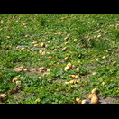 Neben Wein werden auch Gemüse und Obst, z. B. Kirschen, Pfirsiche, Kiwis oder wie hier Kürbisse angebaut